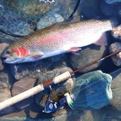 またやられた ～天竜川ルアーフライ専用区～